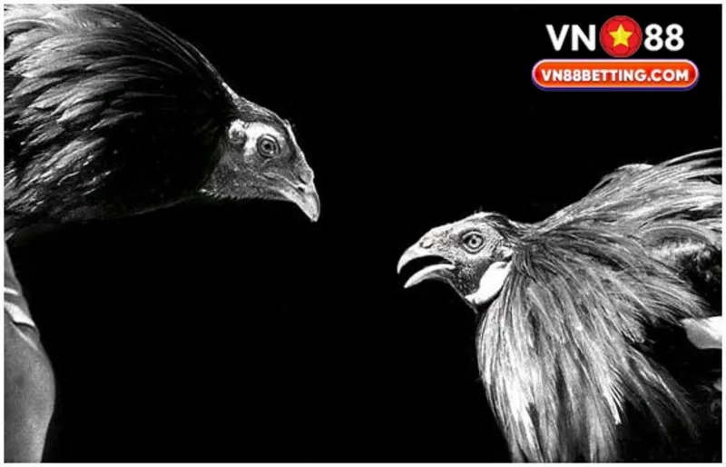 Phân tích thành tích và lịch sử thi đấu của chiến kê là điều cần thiết